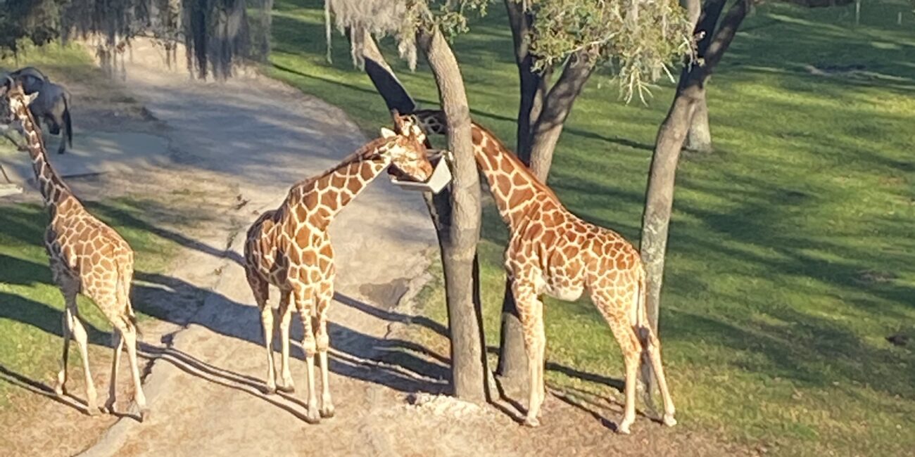 Savannah view room at animal kingdom lodge