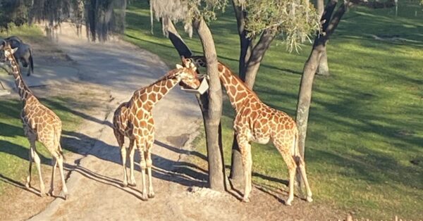 Savannah view room at animal kingdom lodge