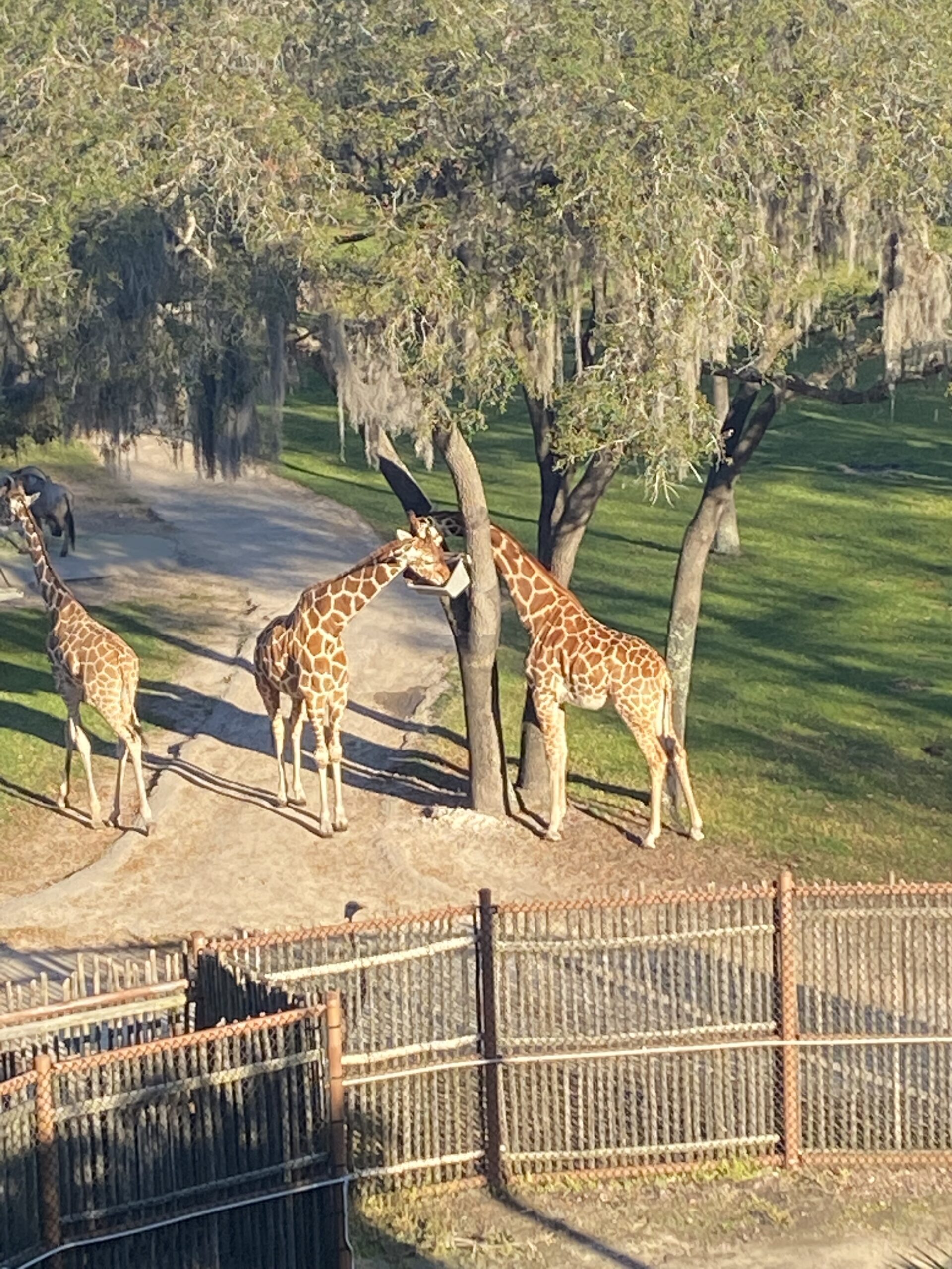 Savannah view room at animal kingdom lodge